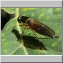 Sargus bipunctatus - Dungwaffenfliege 02.jpg